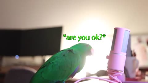 Bird Whispers Into Microphone for 5 Minutes Straight to cure your sadness