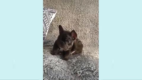 Cute puppies 😍 and more