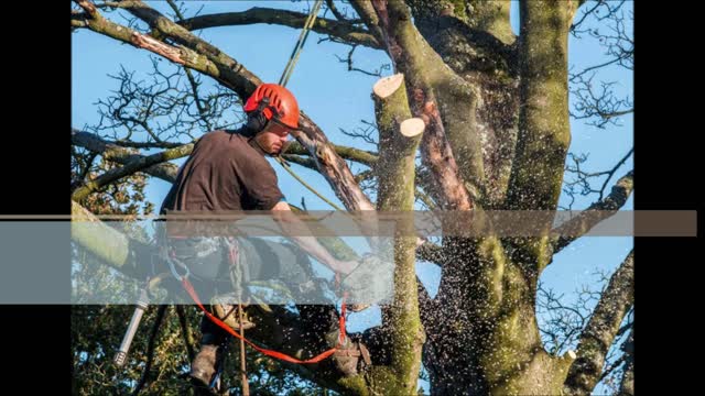 JF Tree Service and Demolition - (337) 279-1069