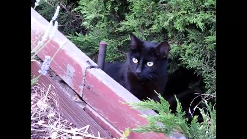 Successfully Trapping 4 Feral Kittens!