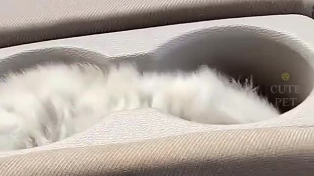 cute pet everyday