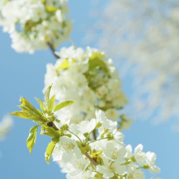 very beautiful flowers