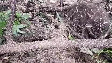 Baby Raccoons Rescued From Fallen Tree