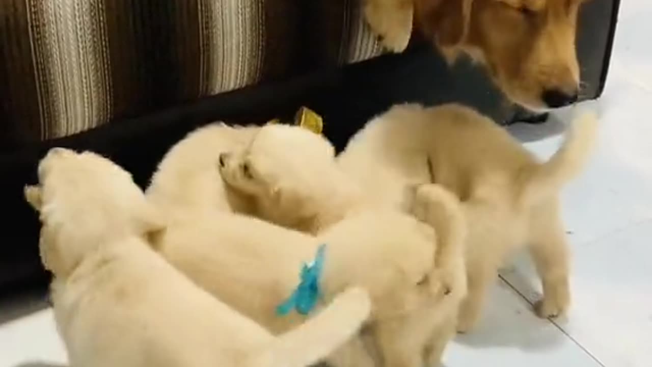 Dogs and puppieslovers