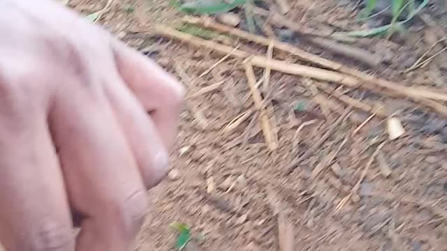Snail Video