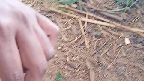 Snail Video