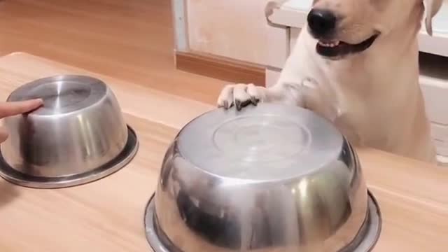 Funny Dog Videos 🐶 🐶