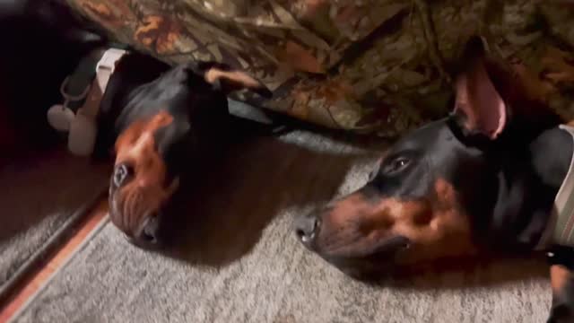 Doberman Protectors!!!