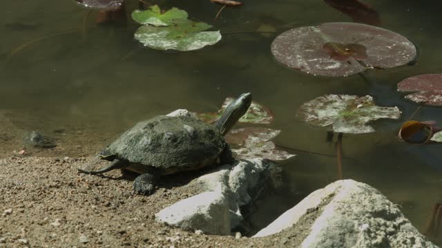 turtle ( Closeup )