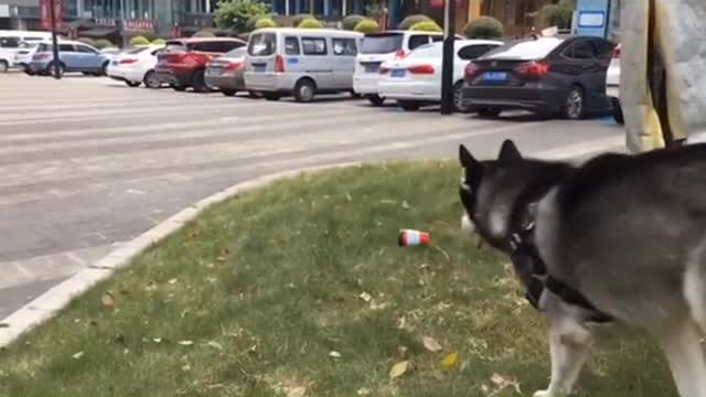 Funny Pet 2021 It's time to LAUGH with Dog's lifes12