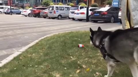 Funny Pet 2021 It's time to LAUGH with Dog's lifes12