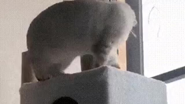 cat and tail