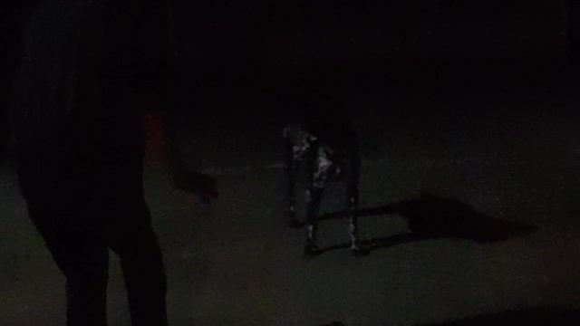 Tricked by our four-legged buddy