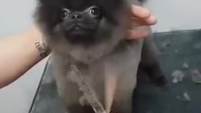 Dog dancing while he gets his haircut