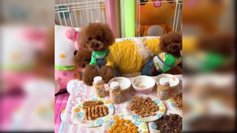 Funny baby dogs/ Cute dog videos