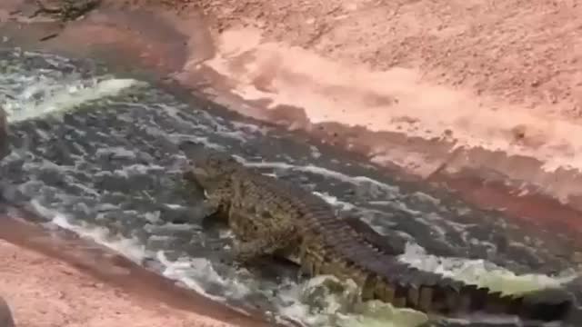 Crocodile ride