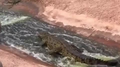 Crocodile ride