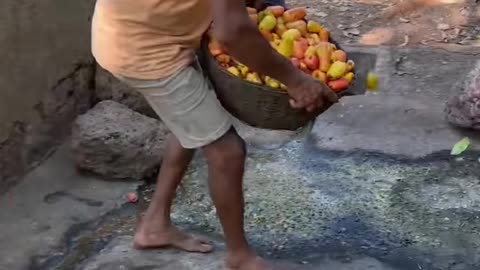 Kaju feni making process in Goa