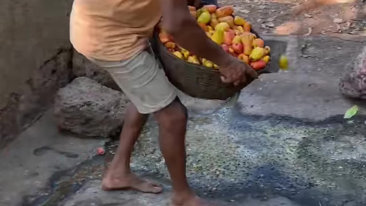 Kaju feni making process in Goa