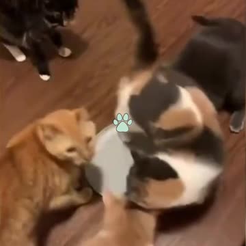 BEST 2021 funny clips cats and dogs 2