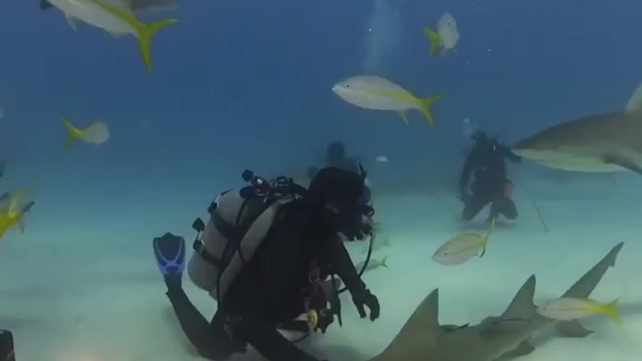 Tiger Shark interruption