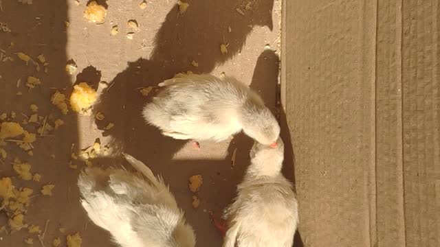 world of birds