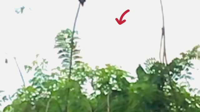 Most Insane Bird Gliding Against Gravity