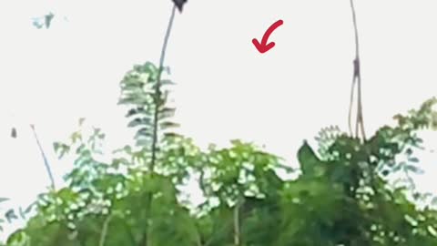 Most Insane Bird Gliding Against Gravity