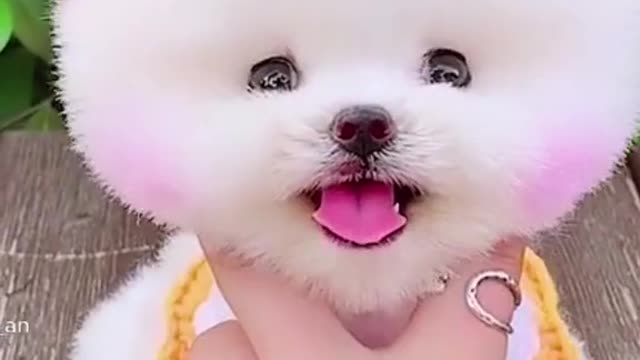 What a beautiful puppy ❤️