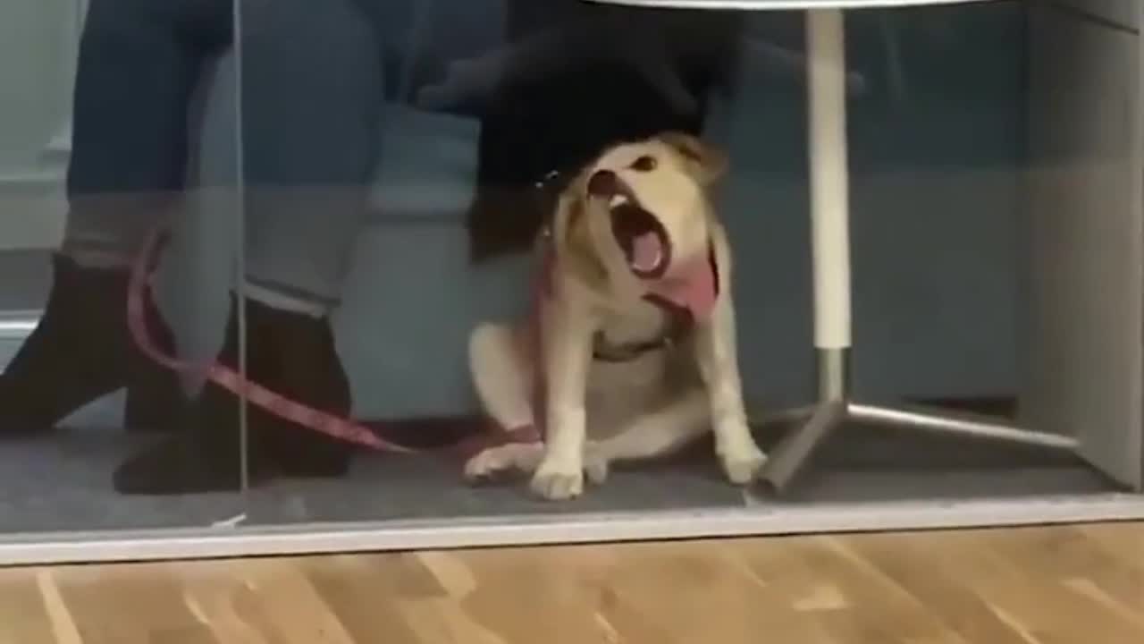 Dog vs window 🐶🐶🐶