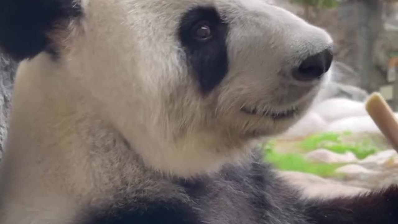 playful animals | Lovely panda