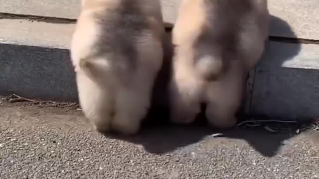 The way animals grow