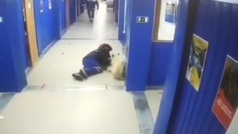 Try not to laugh funny animals 😹 #shorts