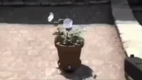 who?