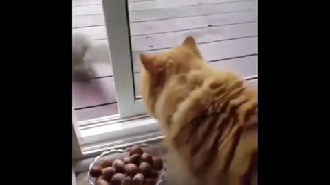 Funny cats 2