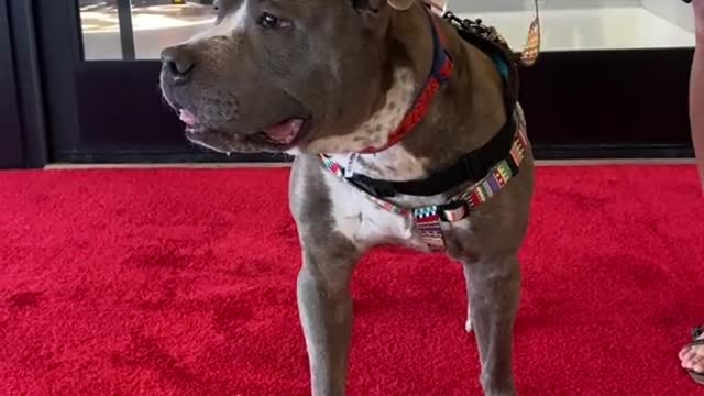 8 year old Marco smiling at everyone who walks by him at an adoption event....