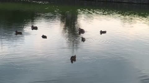 Ducks swimming on the pond in the evening