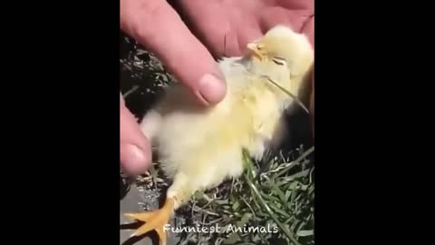 Cute chicken