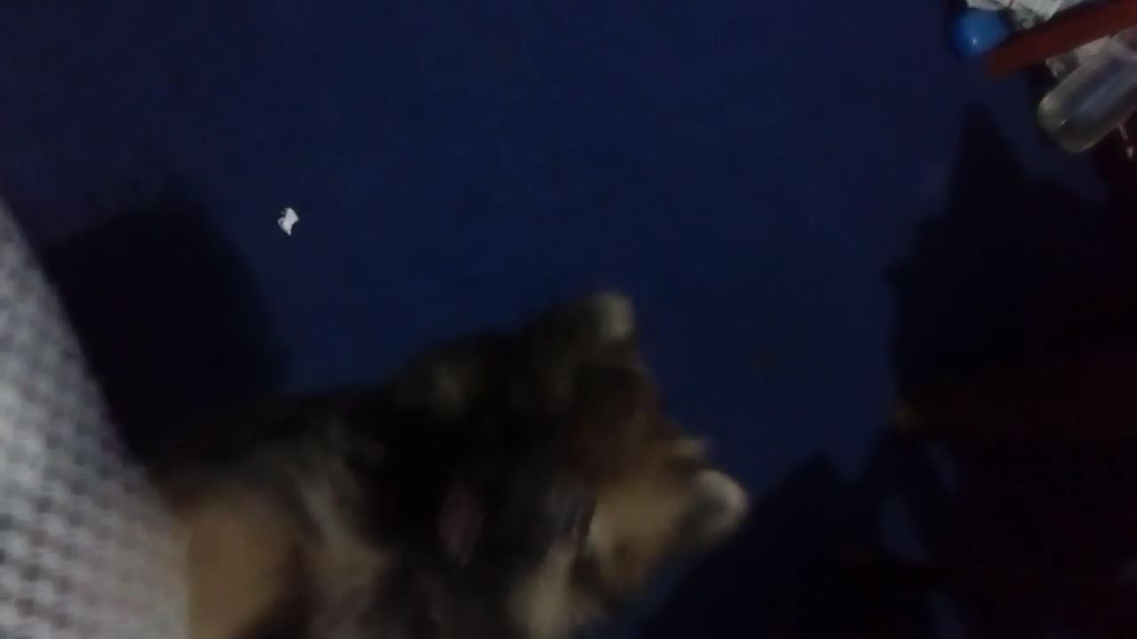 Pomeranian wants to climb on bed Dog Blog funny Pomeranian video