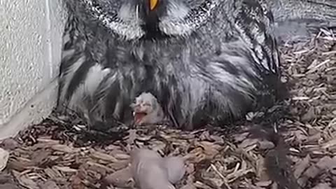 New_Baby_Great_Grey_Owls!!_🐣🥰🎉_at_long_last_☺️_#shortsowl_#baby_#birds_#love_#excitement(360p