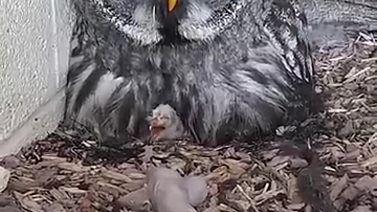 New_Baby_Great_Grey_Owls!!_🐣🥰🎉_at_long_last_☺️_#shortsowl_#baby_#birds_#love_#excitement(360p