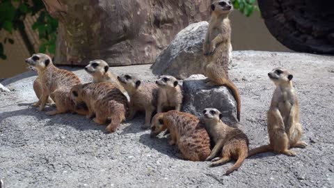 animals of Suricata