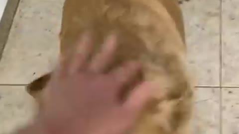 What Waking Up to My Dog Looks Like!