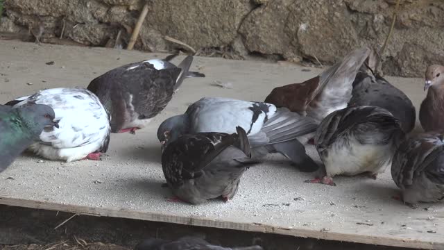 Pigeons Eating Nature Birds Food Gray White