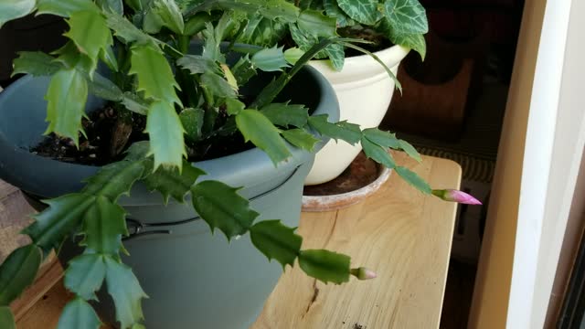 Beautiful flowering Christmas cactus