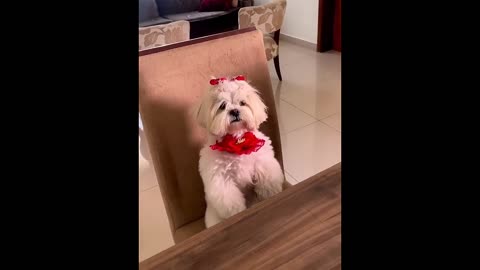 Animal funny video 😀 funniest video cat and dog 🐶