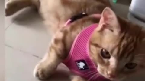 Cute cat 😺😺 got well training
