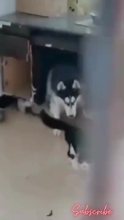 Cat vs Dog or Dog vs Cat