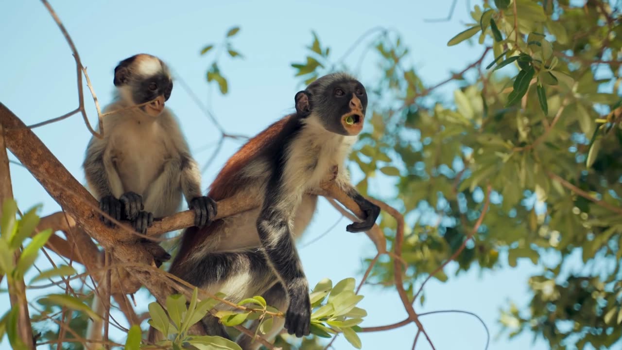 Monkeys in jungle #JUNGLE #nature