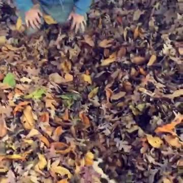 Bulldog se pierde en una enorme pila de hojas